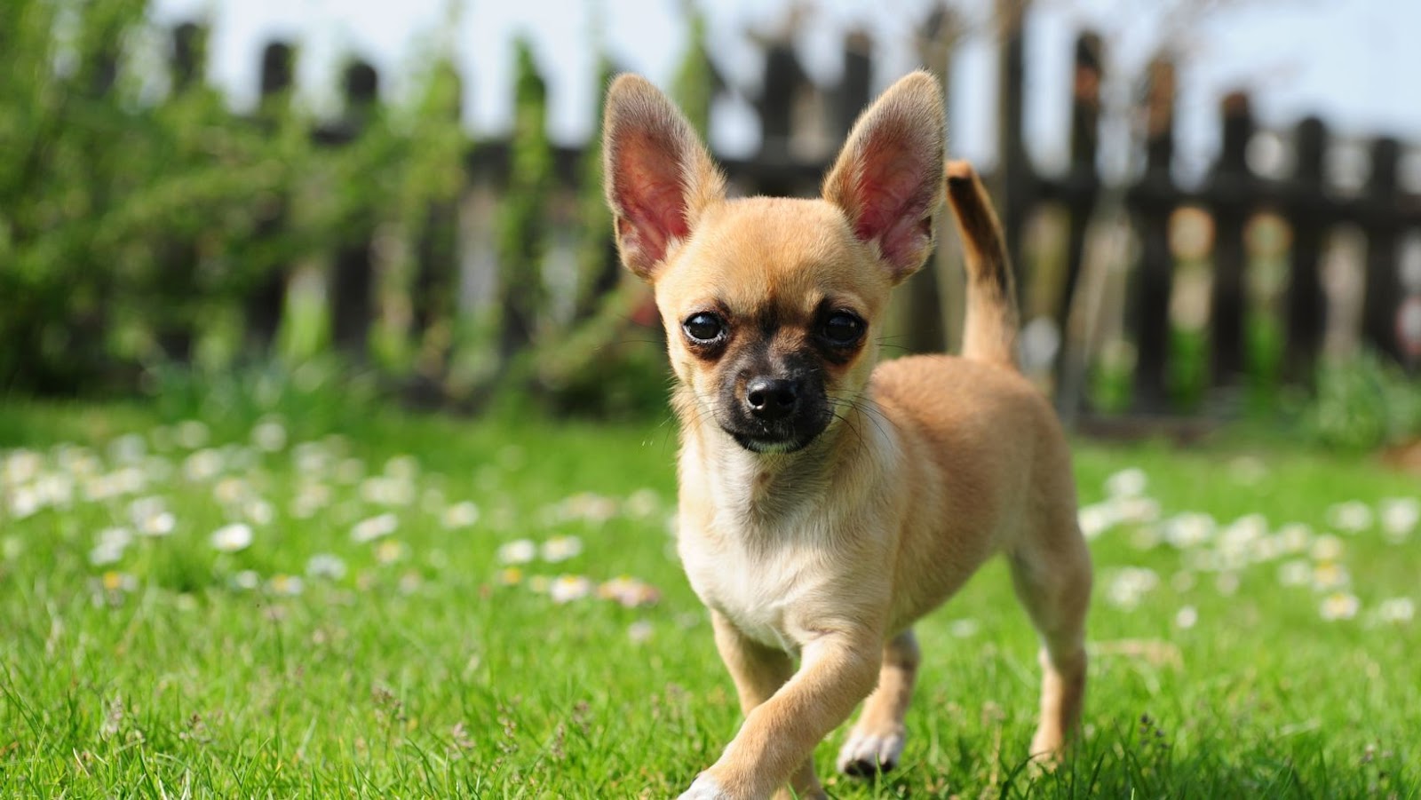 teacup chihuahua puppies for sale near me under $300 dollars