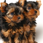 Tips For Maintaining A Healthy Yorkie Short Hair