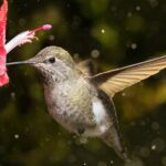 What Does It Mean Spiritually When a Hummingbird Visits You? Decoding Its Spiritual Significance
