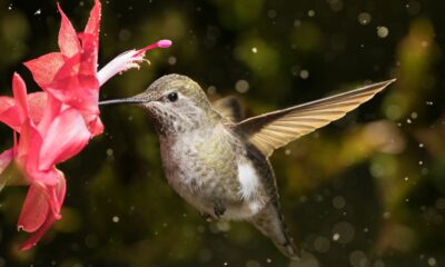 what does it mean spiritually when a hummingbird visits you