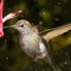 what does it mean spiritually when a hummingbird visits you