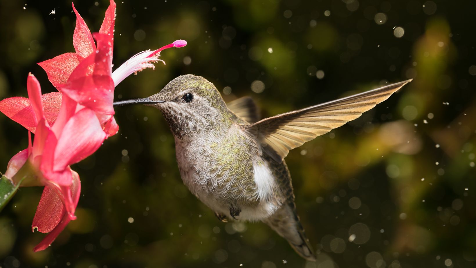 what does it mean spiritually when a hummingbird visits you
