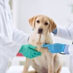 If Your Pet Dies at the Vet Do You Still Pay?: The Importance of Reviewing Vet Agreement