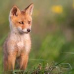 I Was Reincarnated as a Baby Fox God: My Extraordinary Journey Unveiled