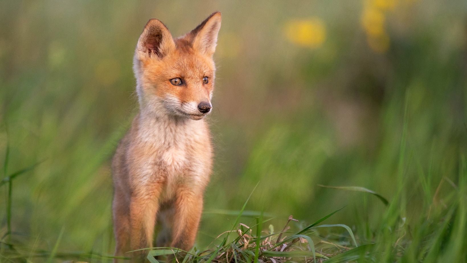 i was reincarnated as a baby fox god