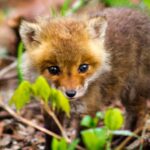 Cute:vckxjxf4zh0= Fox: The Charming World of Foxes and How You Can Help Protect Them