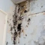 What Does the Future of Climate Mean for Water Damage & Mold Removal