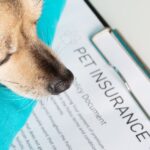 5 Reasons Pet Insurance Will Change Your Pet’s Life