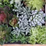 How Artificial Succulents Bring Style and Serenity to Any Space