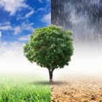 The Role of Weather in Sustainable Pest Control Practices