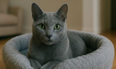 russian blue cat