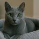 russian blue cat