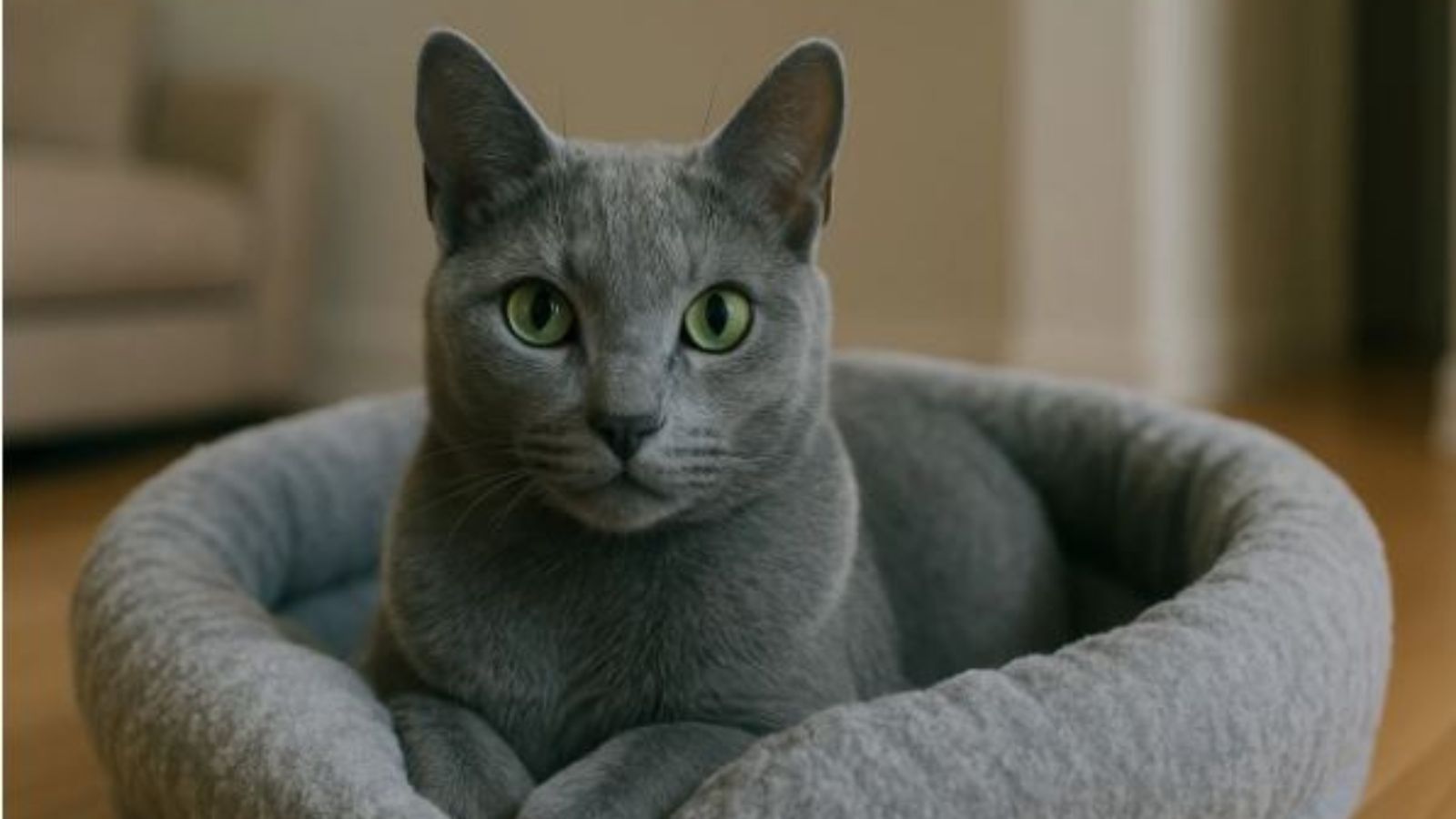 russian blue cat