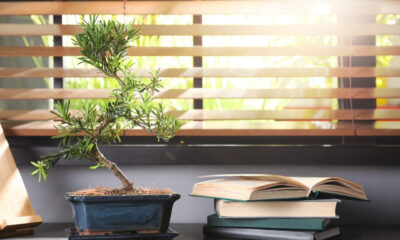 Bonsai tree and open books by a sunlit window, symbolizing reflection and learning about the Comfort Women issue.