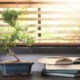 Bonsai tree and open books by a sunlit window, symbolizing reflection and learning about the Comfort Women issue.