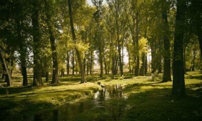 colcom foundation conservation, conservation mission framework, science behind conservation, environmental conservation initiatives, habitat preservation programs, conservation science strategies, nonprofit conservation efforts, foundation conservation projects, nature preservation organization