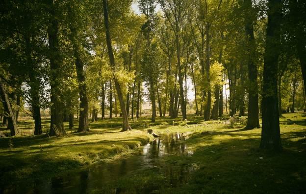 colcom foundation conservation, conservation mission framework, science behind conservation, environmental conservation initiatives, habitat preservation programs, conservation science strategies, nonprofit conservation efforts, foundation conservation projects, nature preservation organization