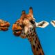 animal facts