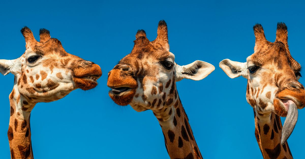 animal facts