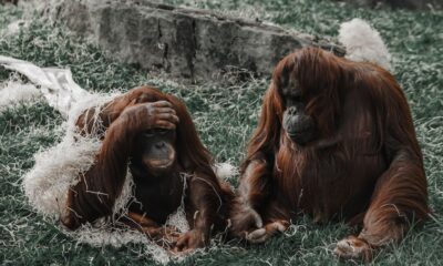 random animal facts