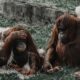 random animal facts